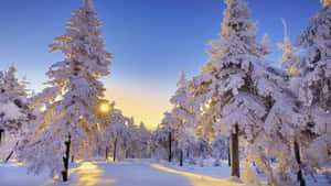 在寂靜的冬日森林中，白雪覆蓋的松樹沐浴在金黃色的日出光芒中。 — 雪景 GIF 壁紙