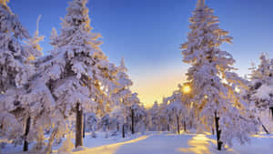 白雪覆蓋的松樹沐浴在金色日出光芒中，位於寂靜的冬日森林。 — 冬季風景 壁紙