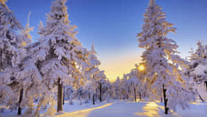 積雪的松樹沐浴在金色的日出光中，在寂靜的冬季森林裡。 — 冬季美學 壁紙