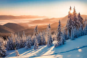 日出時山坡上白雪覆蓋的松樹，下方是霧氣瀰漫的山谷。 — 冬季風景 壁紙