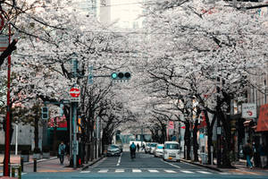 櫻花樹排列在一條安靜的日本街道上，行人和汽車在其白色天篷下經過。 — 庫洛魔法使 壁紙