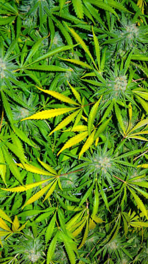 大麻植物特寫，帶有綠色和黃色的葉子以及毛茸茸的花蕾。 — 大麻 壁紙