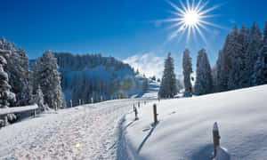白雪覆蓋的山徑，松樹在明亮的太陽下。 — 冬季風景 壁紙