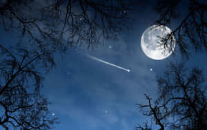 夜晚透過光禿樹枝可見的月亮和流星。 — 暮光 壁紙