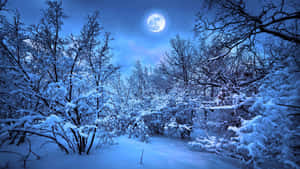 滿月下藍色調的夜間雪林。 — 冬季風景 壁紙