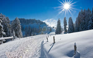 白雪覆蓋的山路與松樹，陽光燦爛 — 山坡 壁紙
