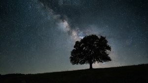 在佈滿星星的夜空下，山丘上的一棵孤樹，銀河清晰可見。 — 2560x1440 動態圖片 壁紙