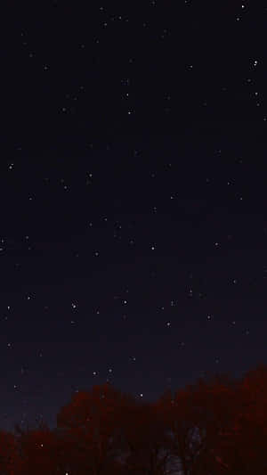 在星空之夜下，深色樹木帶有紅葉。 — 黑夜 壁紙