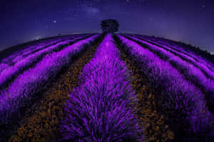紫色薰衣草行在星空夜空下延伸，地平線上一棵孤樹。 — 薰衣草 壁紙