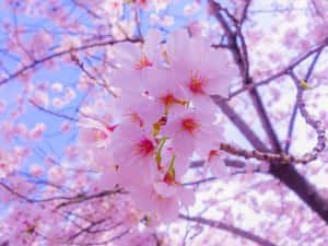 粉紅色櫻花在樹枝上綻放，映襯著藍天。 — 花朵 壁紙