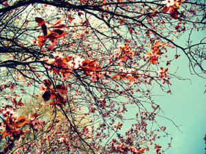 春天，樹枝上的粉紅色櫻花映襯著青綠色的天空。 — Tumblr 花朵 壁紙