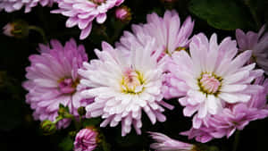 花瓣和綠葉上帶有露珠的粉白菊花。 — 5120x2880 壁紙