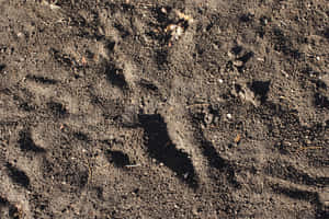 暗色土壤中的動物爪印，伴隨乾葉和明亮陽光投射陰影。 — 泥土 壁紙