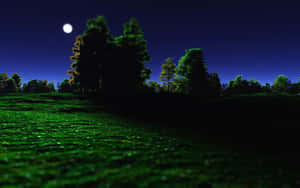 月光下的草地，綠草與樹木剪影，星空下。 — 美麗的夜晚 壁紙