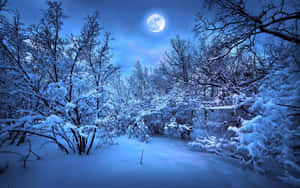 夜晚滿月下的雪地森林，光禿禿的樹木覆蓋著霜。 — 月亮與星星 壁紙