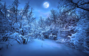 夜晚滿月下的雪地森林，光禿禿的樹木覆蓋著霜。 — 酷寒冬季 壁紙