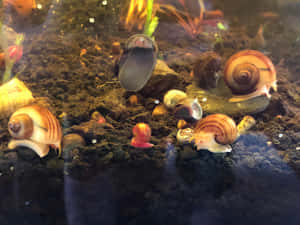 有條紋殼的蝸牛在水族箱的礫石上爬行。 — 4:3 壁紙