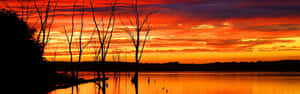 日落天空下，水中枯樹的剪影 — 夕陽天空 壁紙