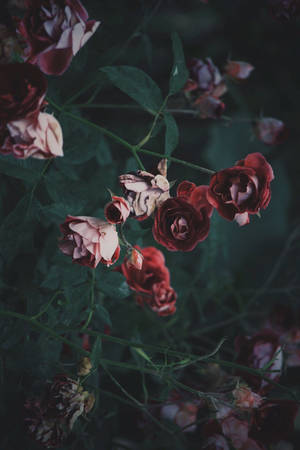枯萎的紅粉玫瑰，綠色莖稈，在陰暗花園中。 — Vsco 壁紙