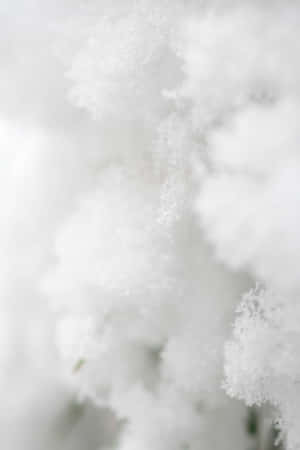 冬日場景中積雪覆蓋樹枝的特寫。 — 小米平板 8 壁紙