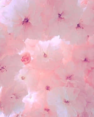 嬌嫩粉紅櫻花以柔焦呈現，溫柔光線穿過花瓣。 — 粉嫩粉彩美學 壁紙