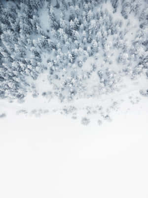 從上方俯瞰雪林，樹木間蜿蜒小徑 — 冬季風景 壁紙