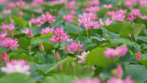 寧靜池塘中綠色荷葉上的粉紅蓮花和花蕾。 — 粉色花朵 壁紙