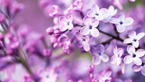 一簇紫色丁香花，柔和焦點，背景模糊。 — 春天花朵 壁紙