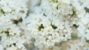 一簇白花，黃色花心，柔和焦點 — 花 壁紙