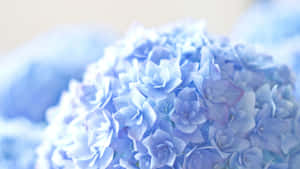 藍色繡球花的特寫，柔和焦點，自然光。 — 花 壁紙