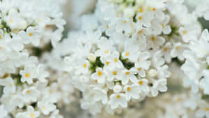 柔和焦點下的白色花朵簇，帶有黃色中心。 — 花卉桌面 壁紙