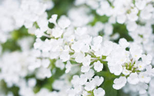 柔和焦點中的一簇白花與綠色莖幹。 — 花 壁紙