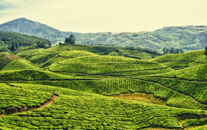 連綿起伏山丘上的廣闊梯田茶園，遠處有森林覆蓋的山脈。 — 茶園 壁紙