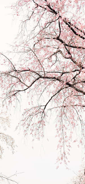 粉紅櫻花懸掛在深色樹枝上，背景是蒼白的天空。 — Pixel 7a 壁紙