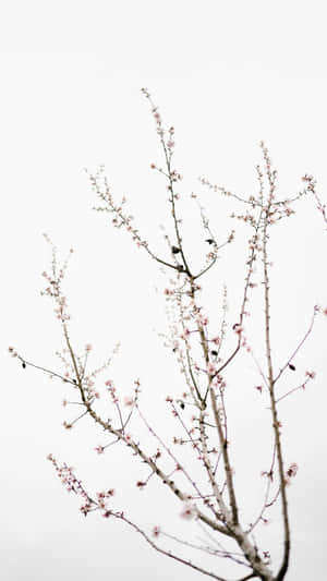 白色天空背景下，帶有粉紅色花朵的光禿樹枝 — 花 iPhone 壁紙