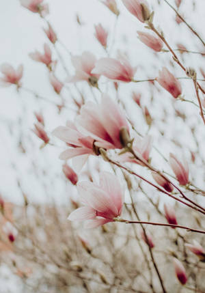 粉紅木蘭花在樹枝上盛開，背景柔和模糊。 — OnePlus Pad 壁紙