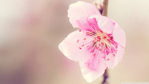 粉紅櫻花特寫，背景柔焦。 — 美學粉色GIF 壁紙