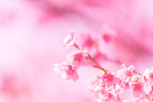 粉紅櫻花在枝頭上，背景柔和模糊。 — 粉嫩粉彩美學 壁紙