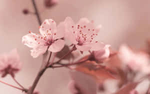 柔焦的粉紅櫻花，帶有 delicate 的花瓣和雄蕊 — 櫻島麻衣 壁紙