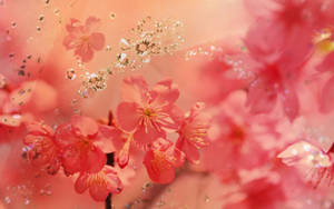 粉紅櫻花與亮粉顆粒在柔焦中漂浮。 — 粉色花朵 壁紙