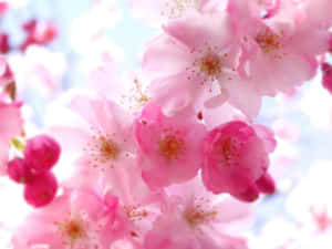 粉紅櫻花在明亮的藍天下盛開。 — 粉色花朵 壁紙