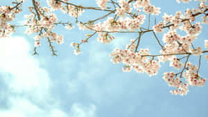 粉紅櫻花在樹枝上，背景是藍天白雲 — 暗色花卉 壁紙