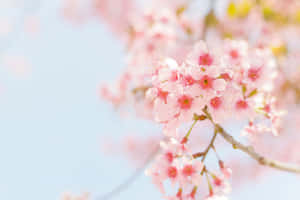 粉紅櫻花在清澈的藍天下盛開。 — 花朵 壁紙