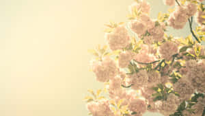 粉紅櫻花在柔和陽光下閃耀，映襯著淡色天空。 — 復古花卉 壁紙