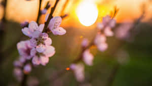 粉紅櫻花在金色夕陽天空下柔焦呈現。 — 日落 壁紙