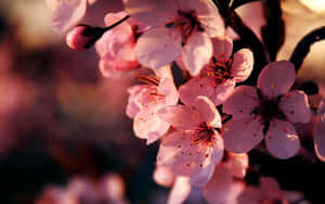 粉紅櫻花沐浴在金色陽光下，背景模糊。 — 花朵 壁紙