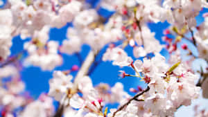 晴朗日子裡，櫻花在清澈的藍天下盛開。 — Tumblr 花朵 壁紙