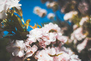 粉紅櫻花盛開，映襯著清澈的藍天。 — 粉色花朵 壁紙