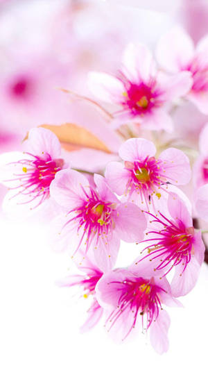 一簇粉紅櫻花與洋紅色雄蕊，柔焦效果。 — Tumblr 花朵 壁紙