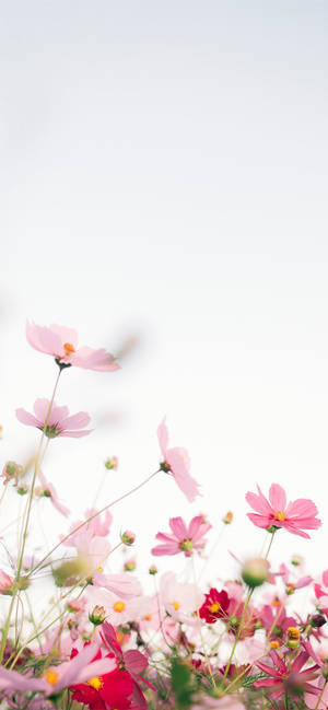 粉紅波斯菊在陽光明媚的田野中盛開，天空明亮潔白。 — 白色百合花 壁紙
